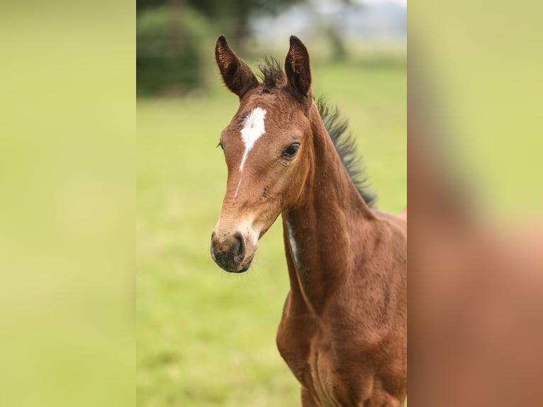 Westphalian Mare 17 years Brown in Lemwerder