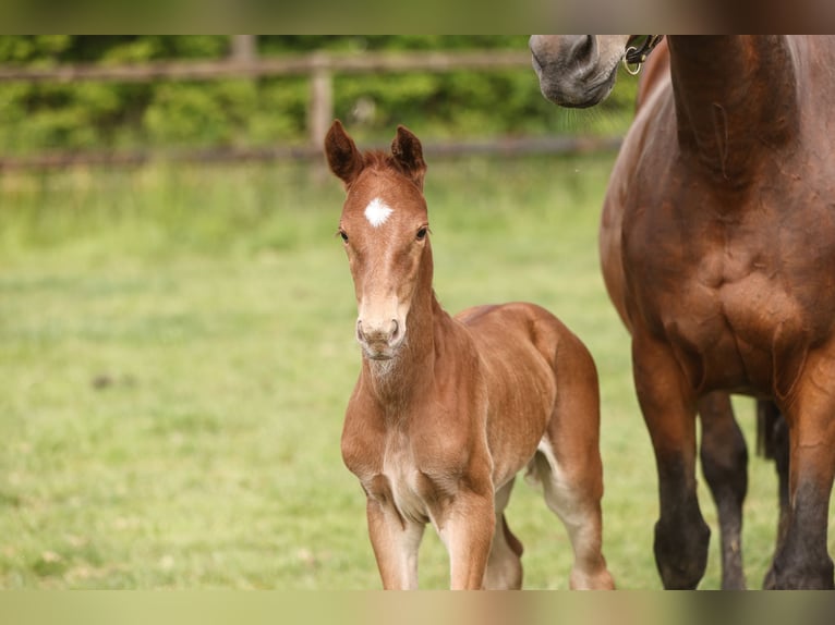 Westphalian Mare 17 years Brown in Lemwerder
