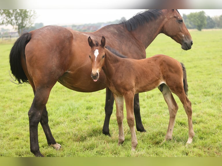 Westphalian Mare 17 years Brown in Lemwerder