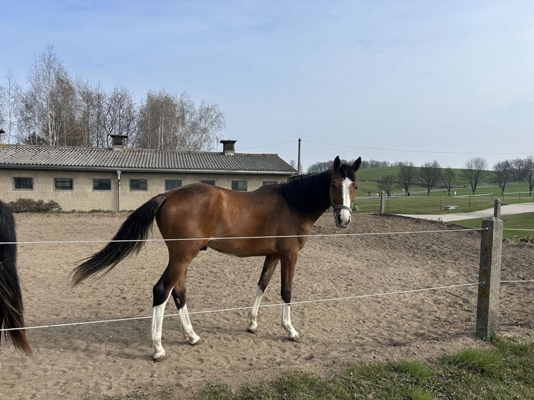Westphalian Mare 17 years Chestnut-Red in Gro&#xDF;schirma