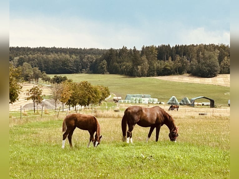 Westphalian Mare 17 years Chestnut-Red in Gro&#xDF;schirma