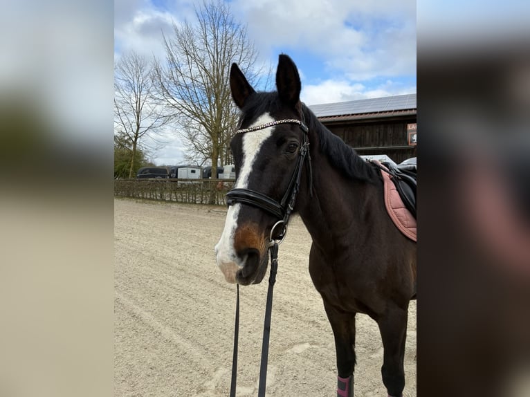 Westphalian Mare 18 years 14.1 hh Brown in Ahaus