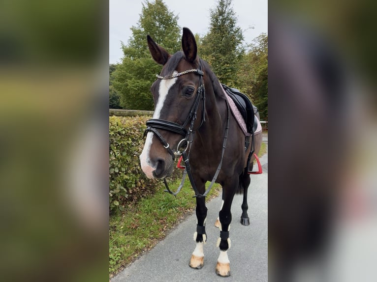 Westphalian Mare 18 years 14,1 hh Brown in Ahaus