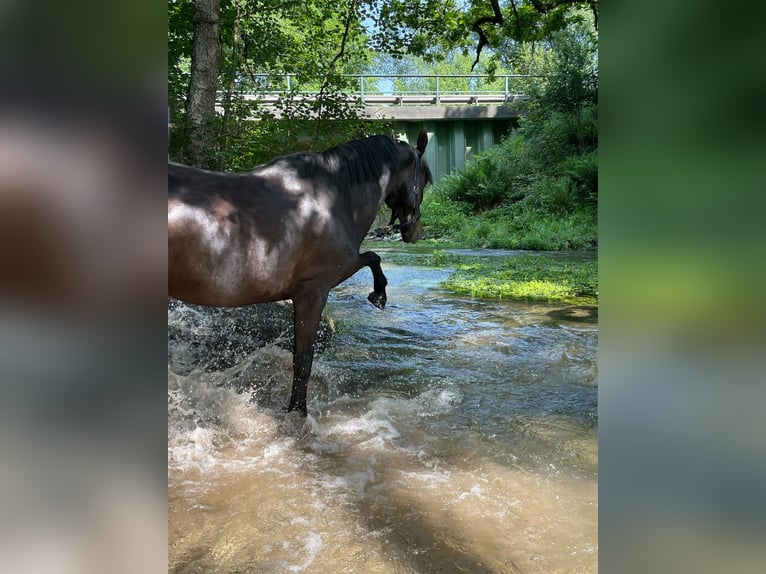 Westphalian Mare 18 years 15.2 hh Bay-Dark in Paderborn