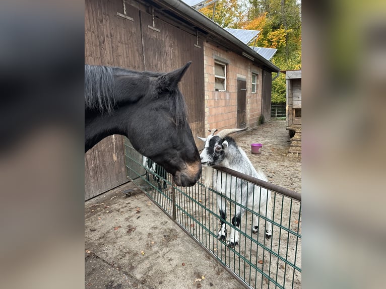 Westphalian Mare 18 years 15,2 hh Bay-Dark in Paderborn