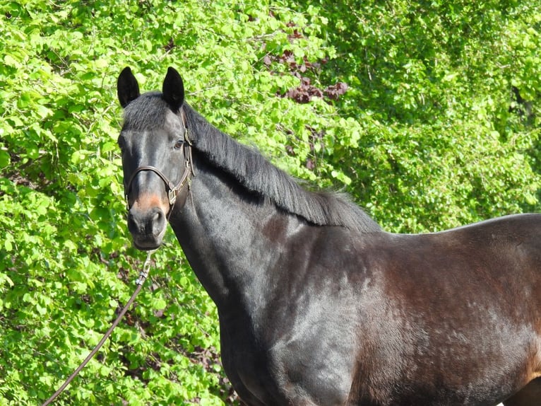 Westphalian Mare 18 years 16.1 hh Bay-Dark in Verl