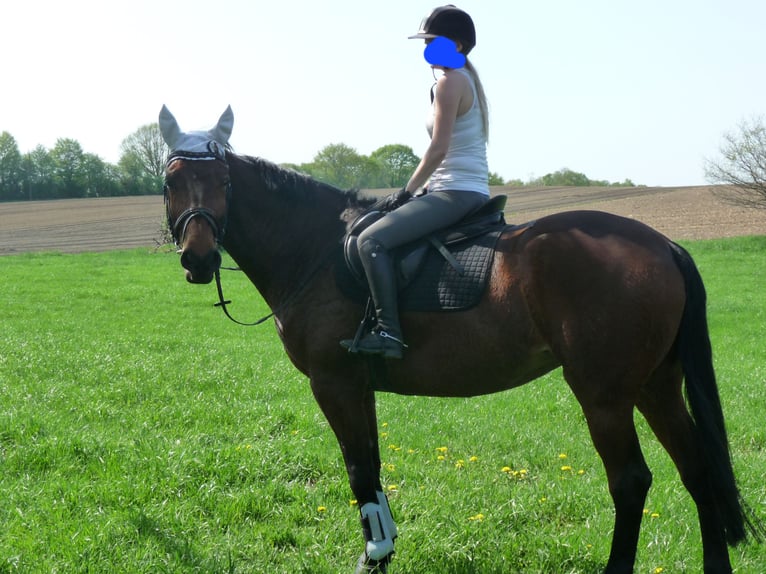 Westphalian Mare 18 years 16,1 hh Brown in Dortmund