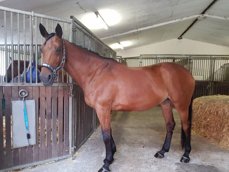 Westphalian Mare 18 years 16,1 hh Brown in Dortmund