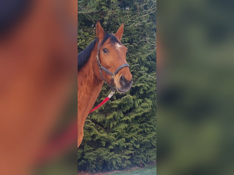 Westphalian Mare 18 years 16,2 hh Brown in Detmold