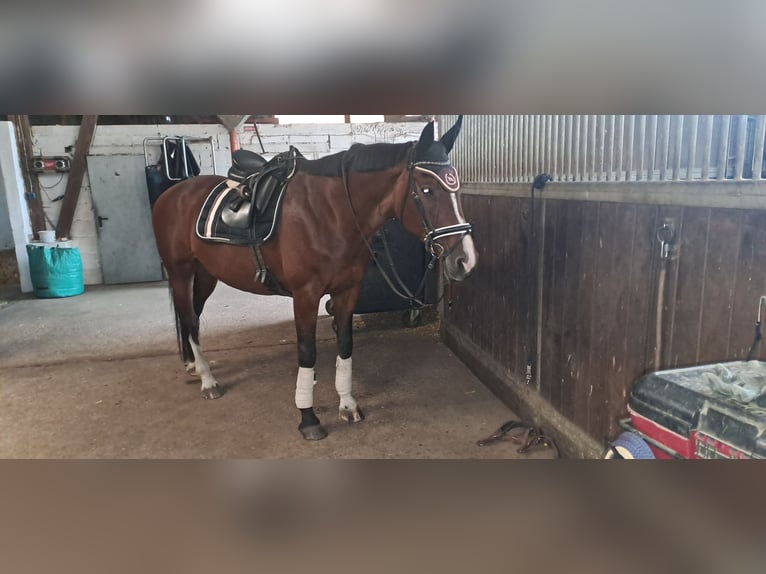 Westphalian Mare 18 years 16.2 hh Brown in Dorsten