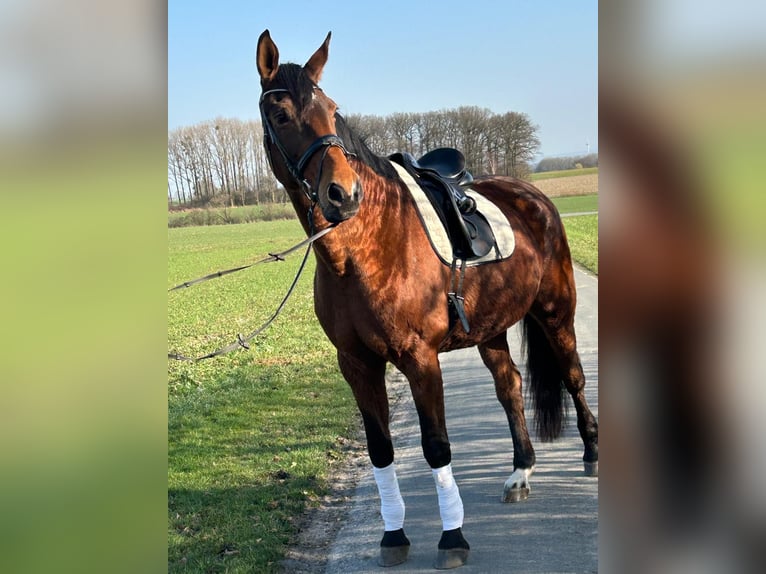 Westphalian Mare 18 years 16.2 hh  in Beckum