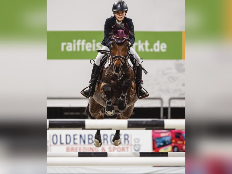 Westphalian Mare 18 years 16 hh in B&#xFC;nde