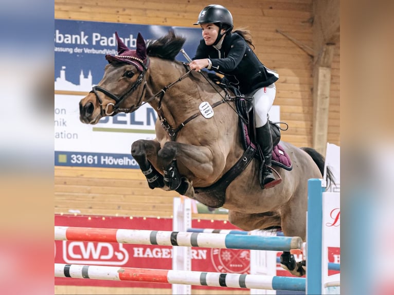Westphalian Mare 18 years 16 hh in B&#xFC;nde