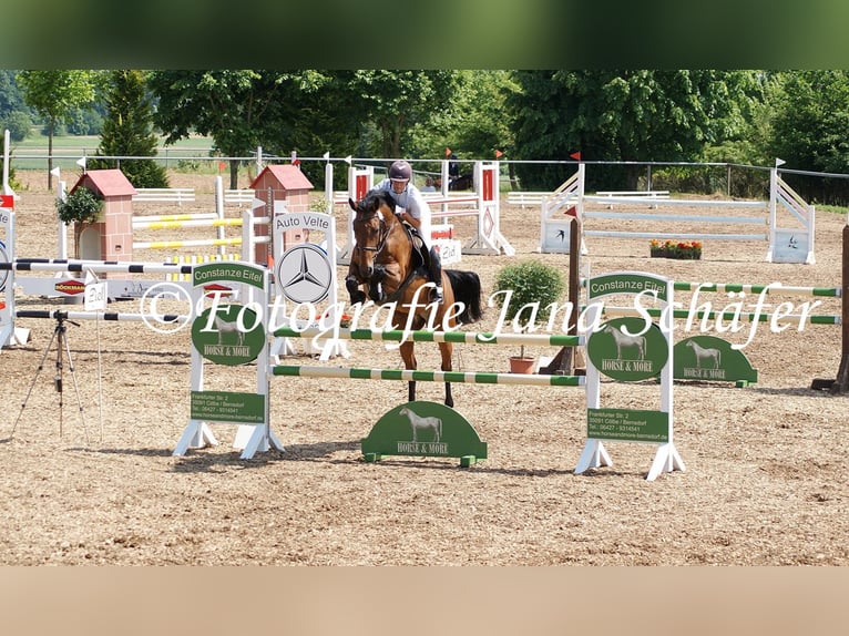 Westphalian Mare 18 years 16 hh Brown in Frankenberg