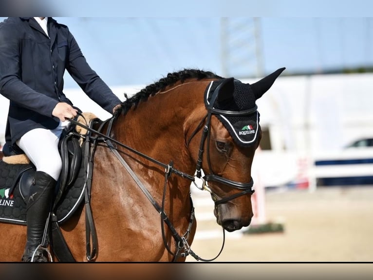 Westphalian Mare 18 years 16 hh Brown in Bernkastel-Kues