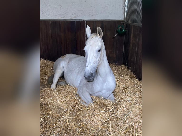 Westphalian Mare 18 years 16 hh Grey in Kirchdorf