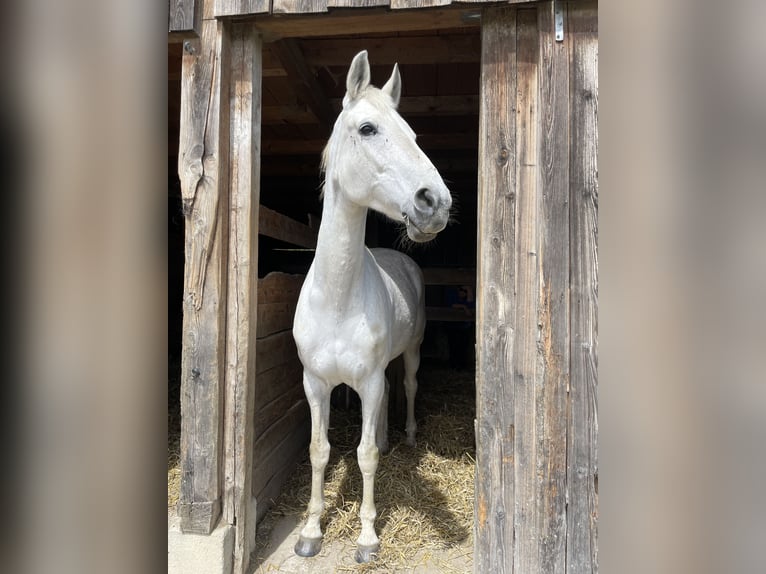 Westphalian Mare 18 years 16 hh Grey in Kirchdorf
