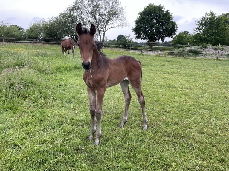 Westphalian Mare 18 years 16,1 hh Chestnut-Red in Westerstede