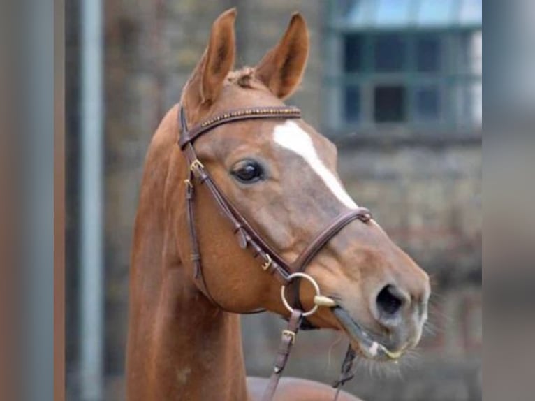 Westphalian Mare 18 years 16,1 hh Chestnut-Red in Westerstede