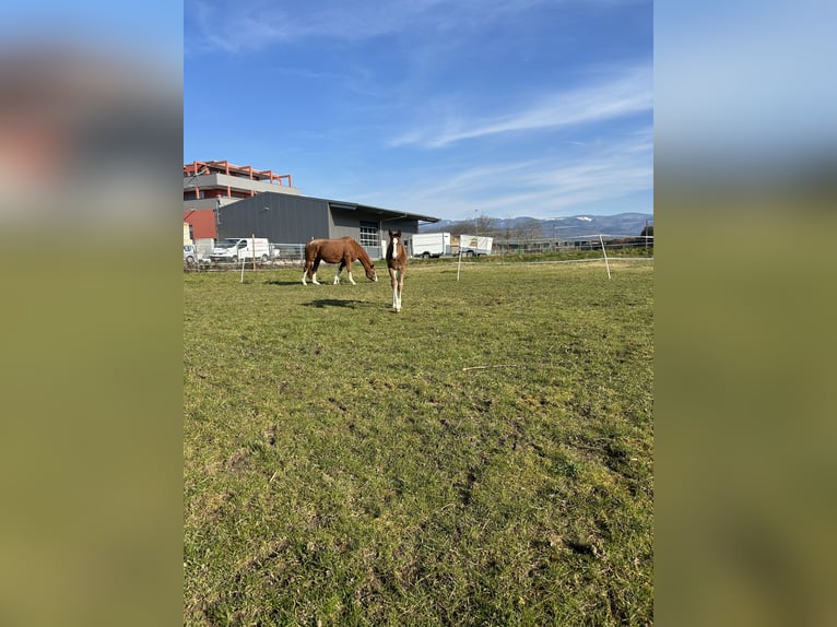 Westphalian Mare 18 years 16,2 hh Chestnut-Red in Ehrenkirchen