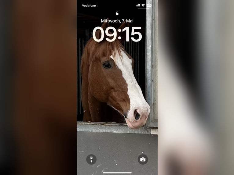 Westphalian Mare 18 years 16,2 hh Chestnut-Red in Ehrenkirchen