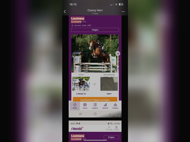 Westphalian Mare 18 years 16,2 hh Chestnut-Red in Ehrenkirchen