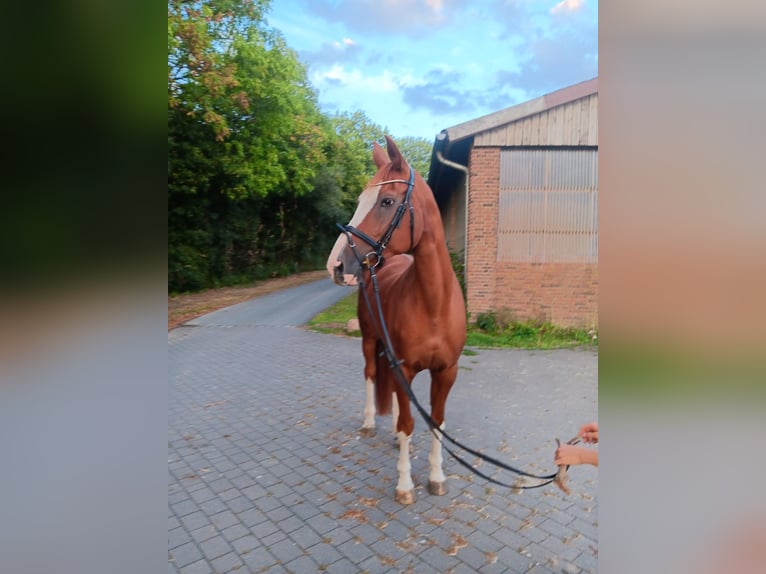 Westphalian Mare 18 years 16,2 hh Chestnut-Red in Warendorf
