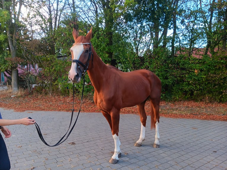 Westphalian Mare 18 years 16,2 hh Chestnut-Red in Warendorf