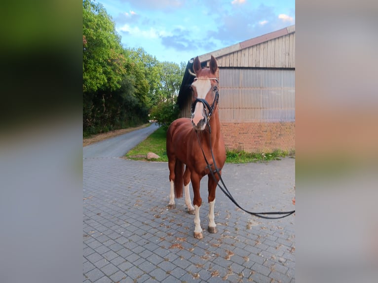 Westphalian Mare 18 years 16,2 hh Chestnut-Red in Warendorf