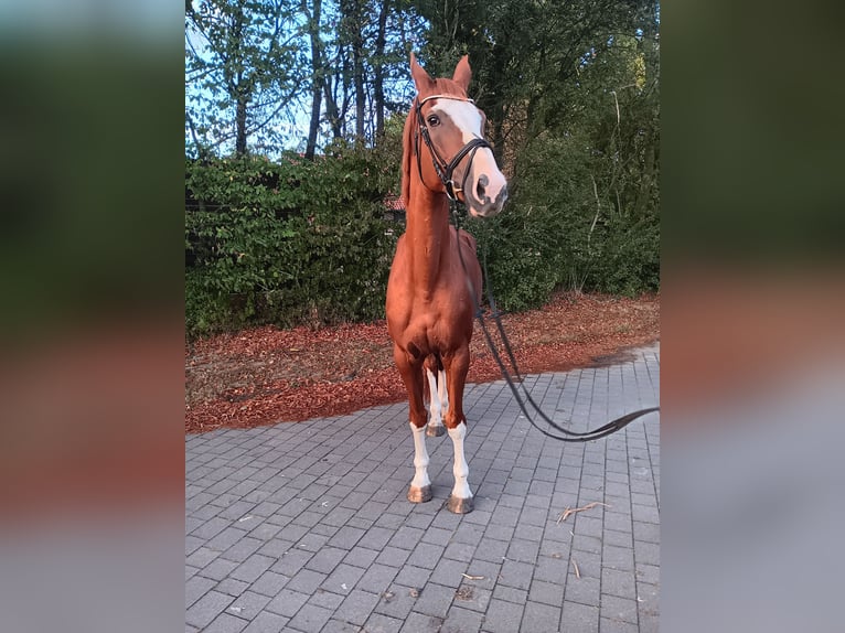 Westphalian Mare 18 years 16,2 hh Chestnut-Red in Warendorf