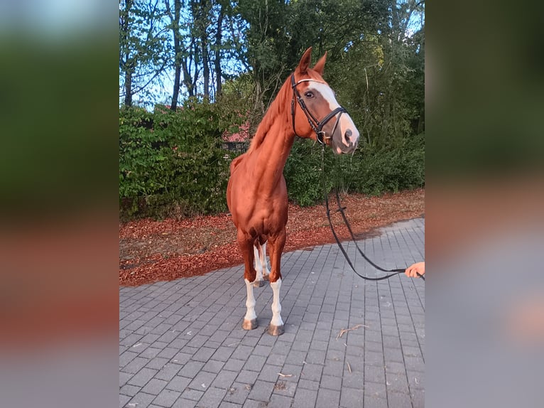 Westphalian Mare 18 years 16,2 hh Chestnut-Red in Warendorf