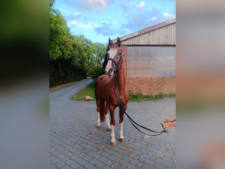 Westphalian Mare 18 years 16,2 hh Chestnut-Red in Warendorf