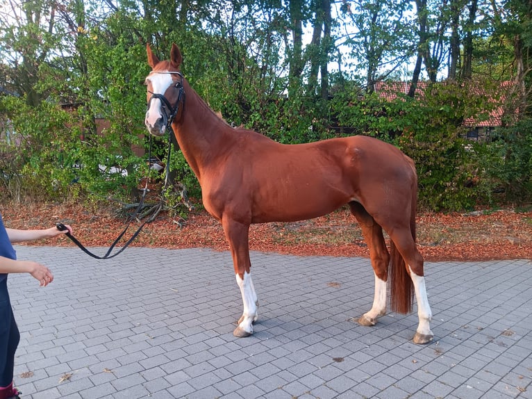 Westphalian Mare 18 years 16,2 hh Chestnut-Red in Warendorf