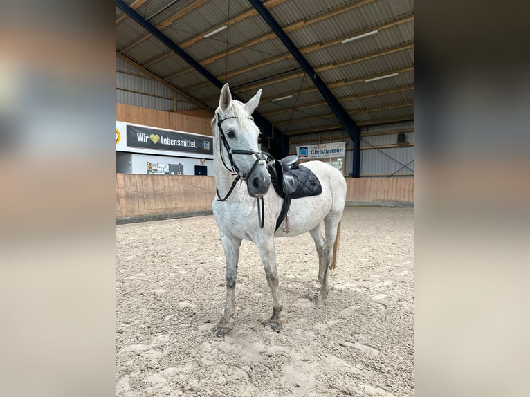 Westphalian Mare 18 years 16,2 hh Grey-Fleabitten in LütjenholmOckholm