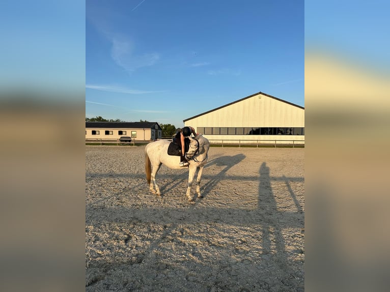 Westphalian Mare 18 years 16,2 hh Grey-Fleabitten in LütjenholmOckholm