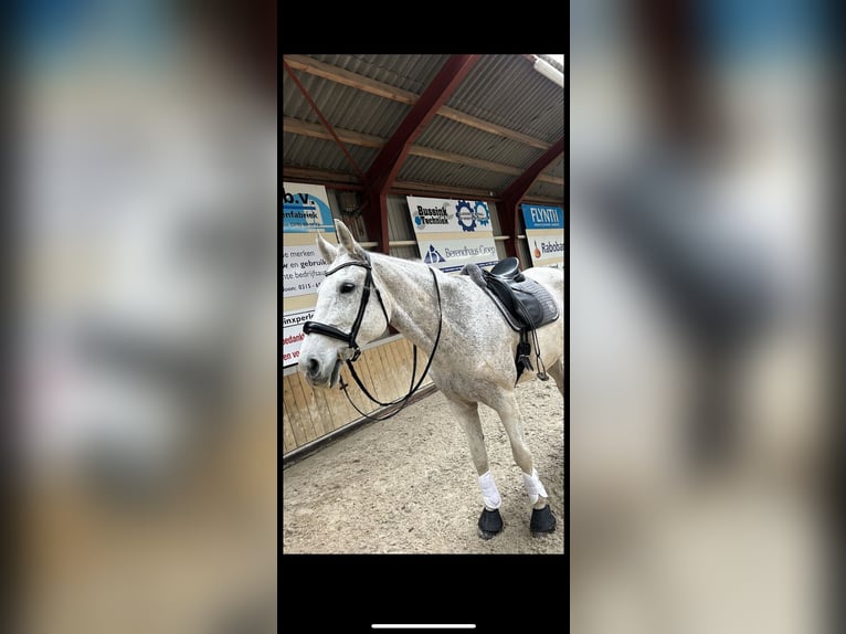 Westphalian Mare 18 years 17,1 hh Gray in Hamminkeln