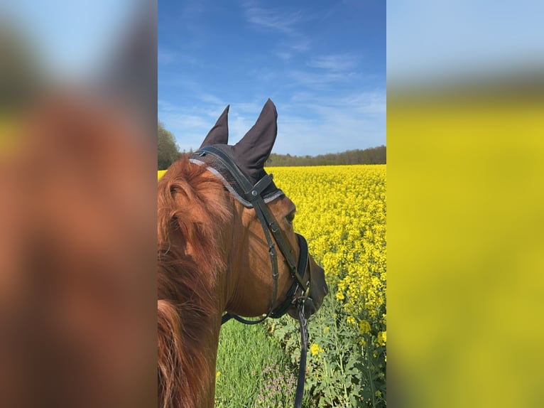 Westphalian Mare 18 years 17 hh Chestnut-Red in Hungen