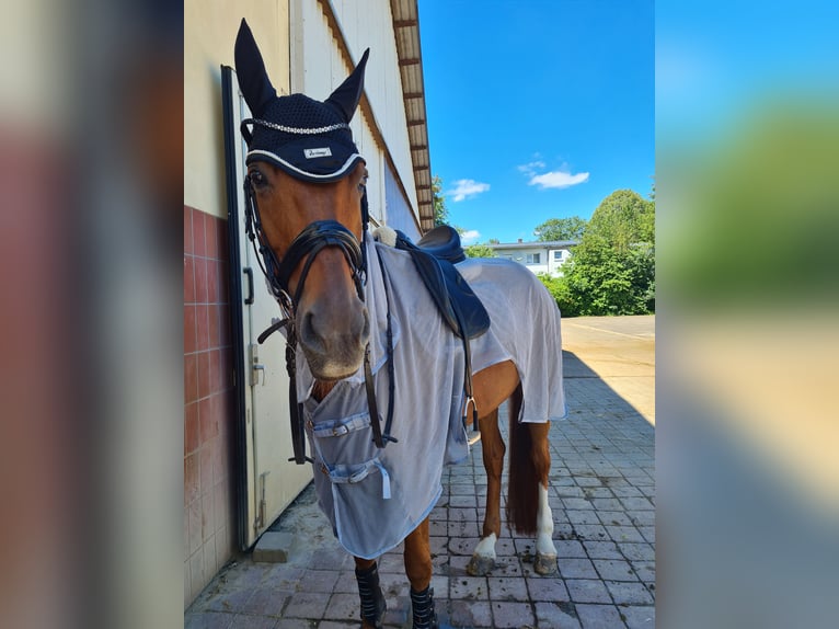 Westphalian Mare 18 years 17 hh Chestnut-Red in Hungen