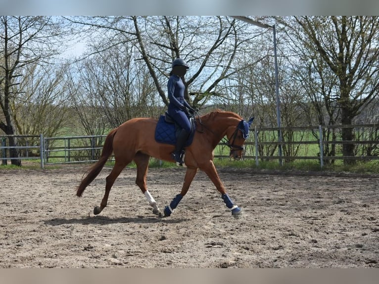 Westphalian Mare 18 years 17 hh Chestnut-Red in Hungen