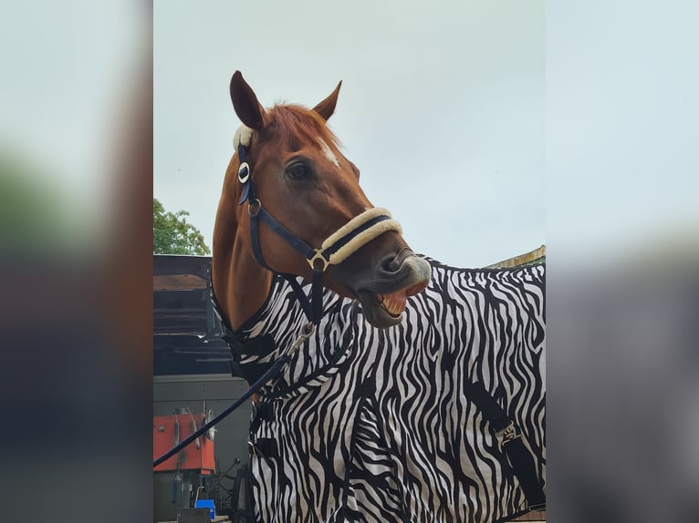 Westphalian Mare 18 years 17 hh Chestnut-Red in Hungen