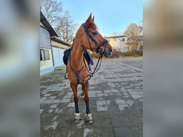 Westphalian Mare 18 years 17 hh Chestnut-Red in Hungen