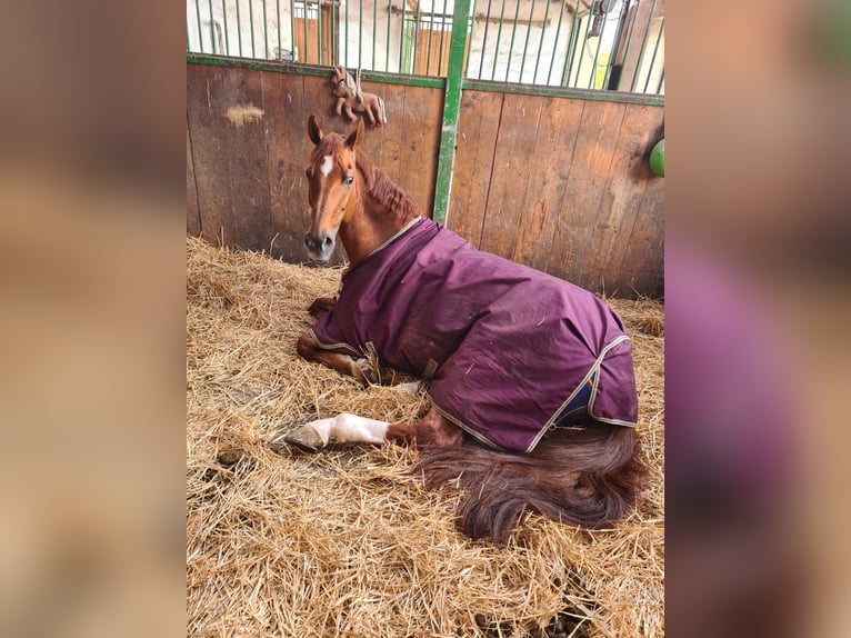 Westphalian Mare 18 years 17 hh Chestnut-Red in Hungen