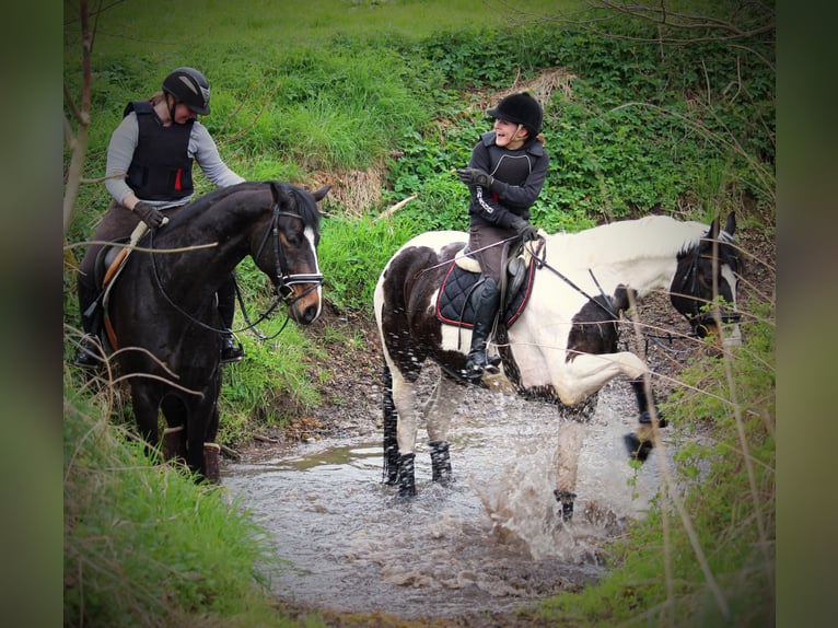 Westphalian Mare 18 years 17 hh Pinto in Korntal-Münchingen
