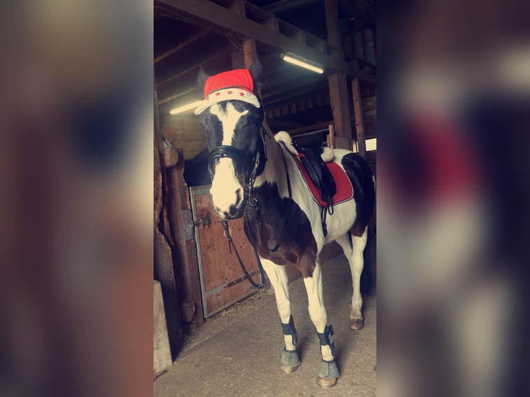 Westphalian Mare 18 years 17 hh Pinto in Korntal-Münchingen