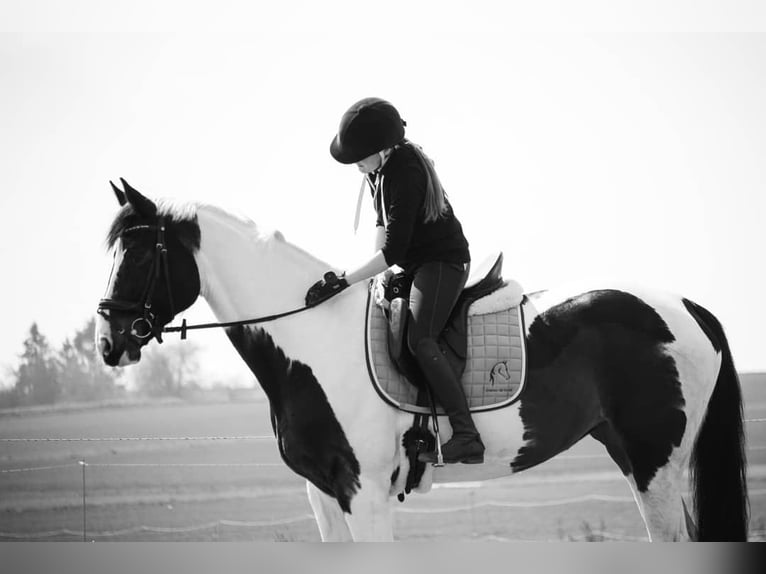 Westphalian Mare 18 years 17 hh Pinto in Korntal-Münchingen
