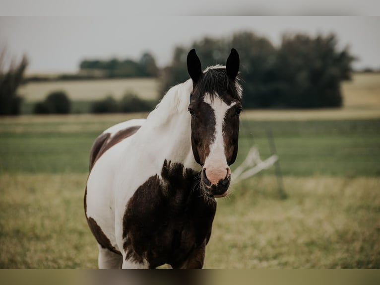 Westphalian Mare 18 years 17 hh Pinto in Korntal-Münchingen