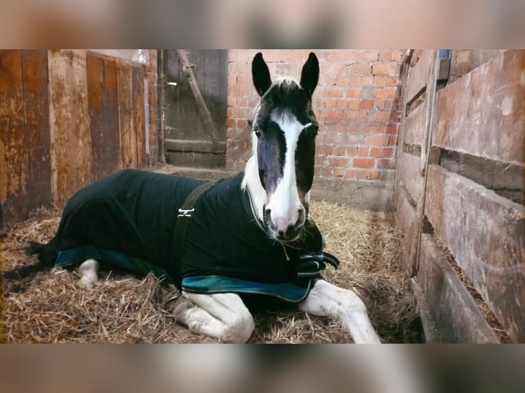 Westphalian Mare 18 years 17 hh Pinto in Korntal-Münchingen