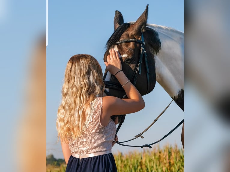 Westphalian Mare 18 years 17 hh Pinto in Korntal-Münchingen