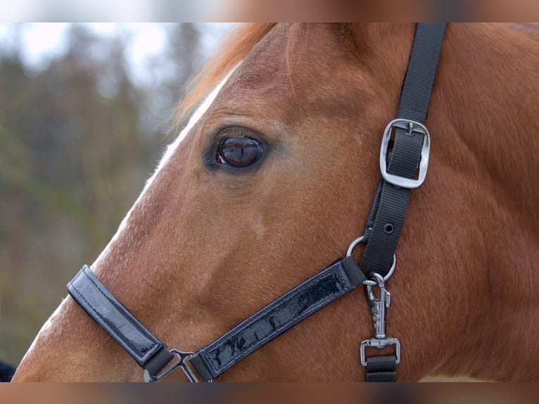 Westphalian Mare 19 years 15,2 hh Chestnut-Red in Zolling