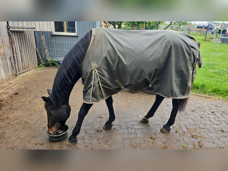 Westphalian Mare 19 years 15,1 hh Bay-Dark in Hagen